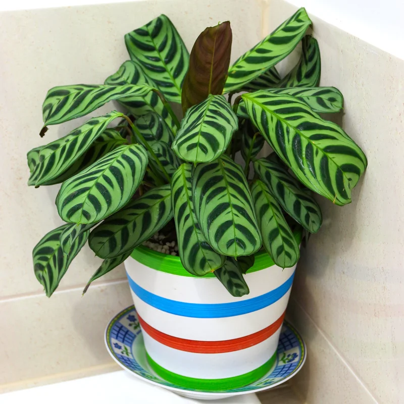 247plants3864529