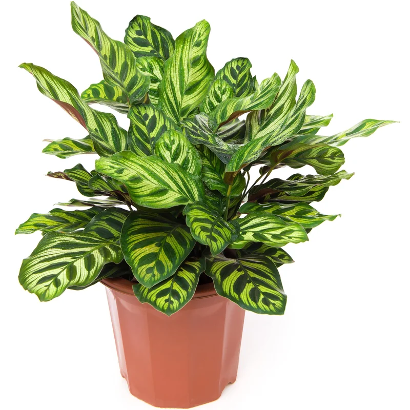 247plants3864597