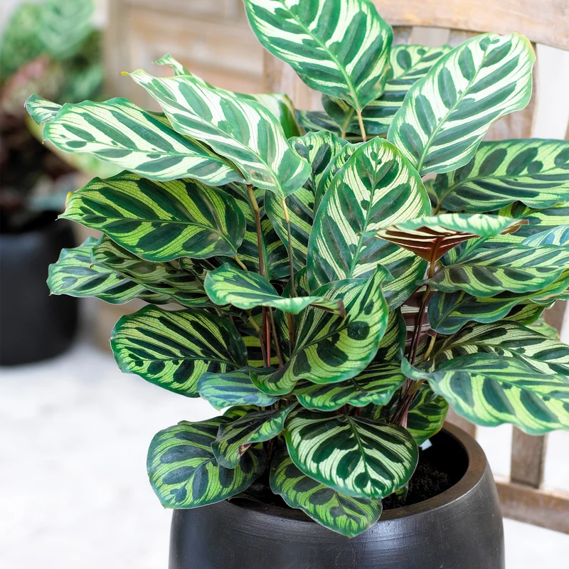 247plants3864669