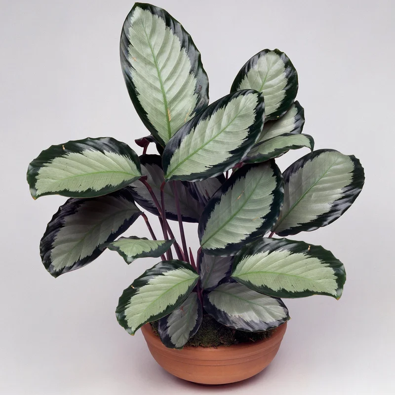 247plants3864743