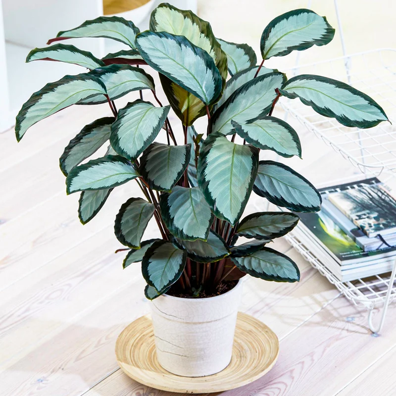 247plants3864860