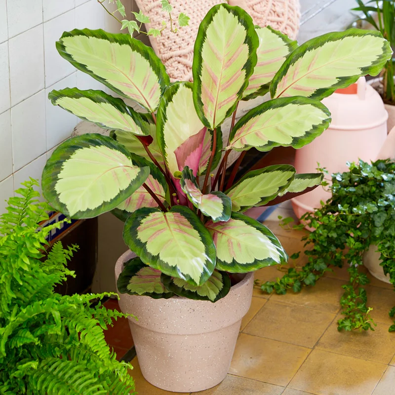 247plants3864920