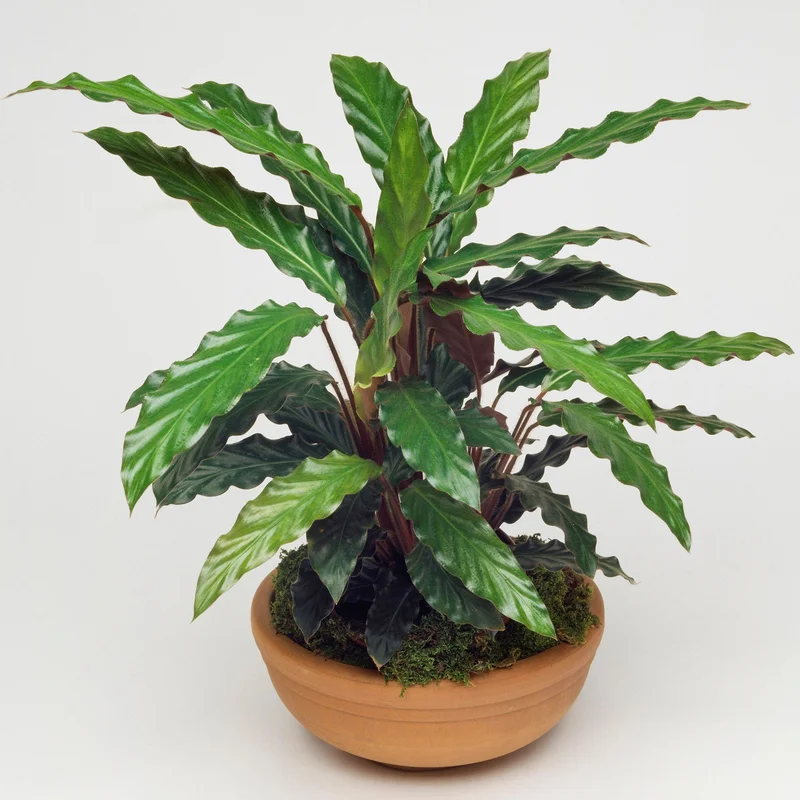 247plants3864984