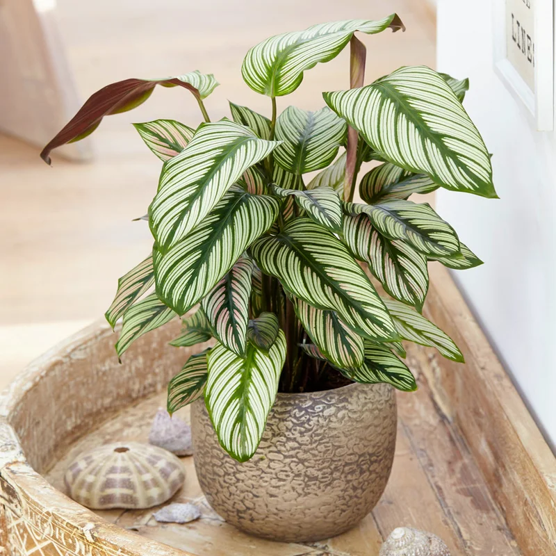 247plants3865144