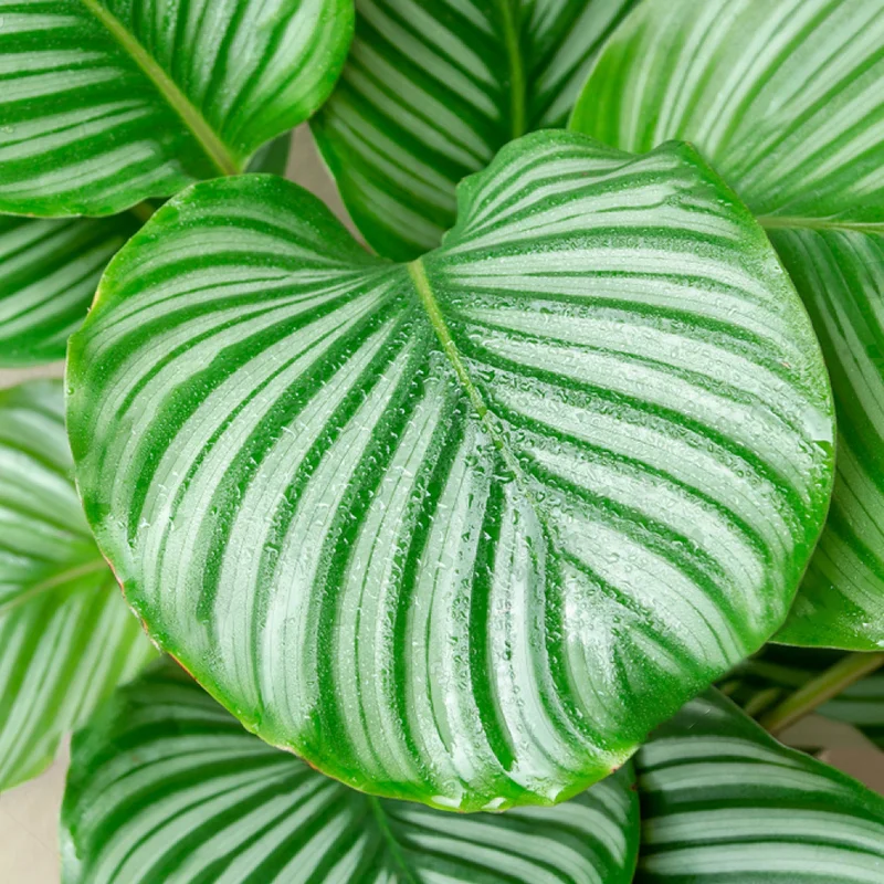 247plants3865213