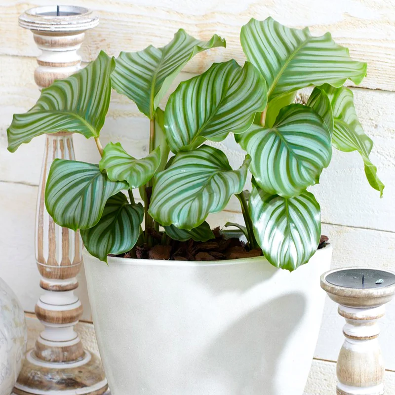 247plants3865273