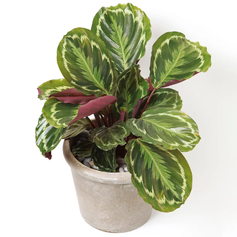 247plants3865374