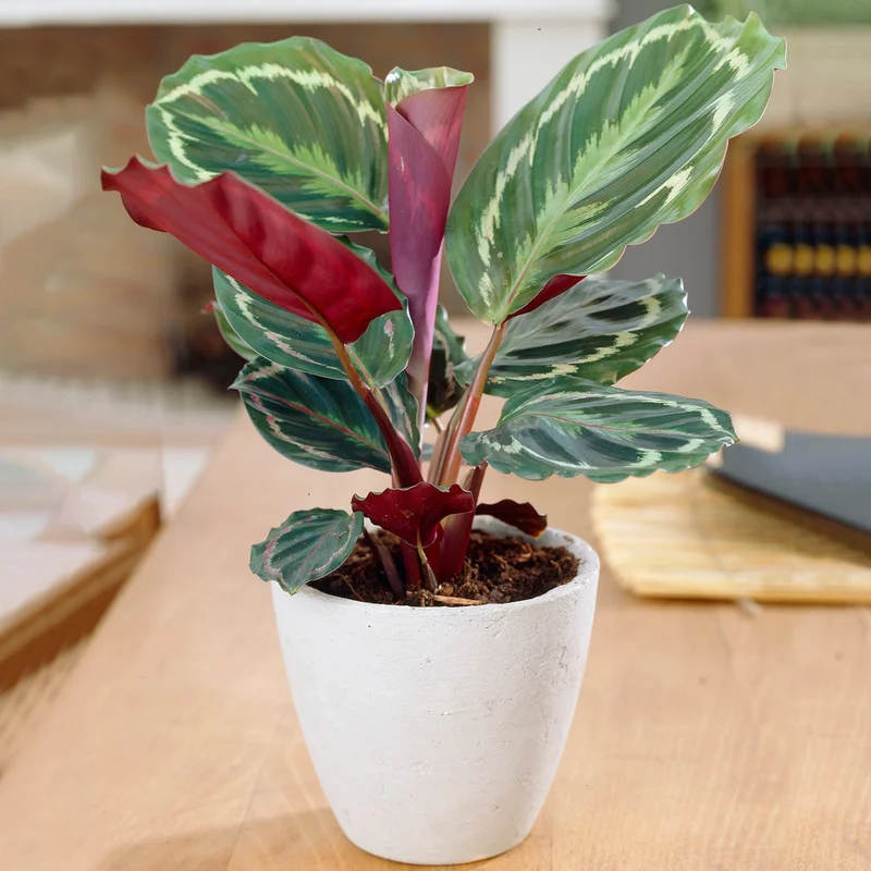 247plants3865472