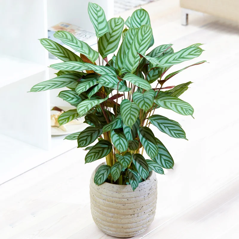 247plants3865515