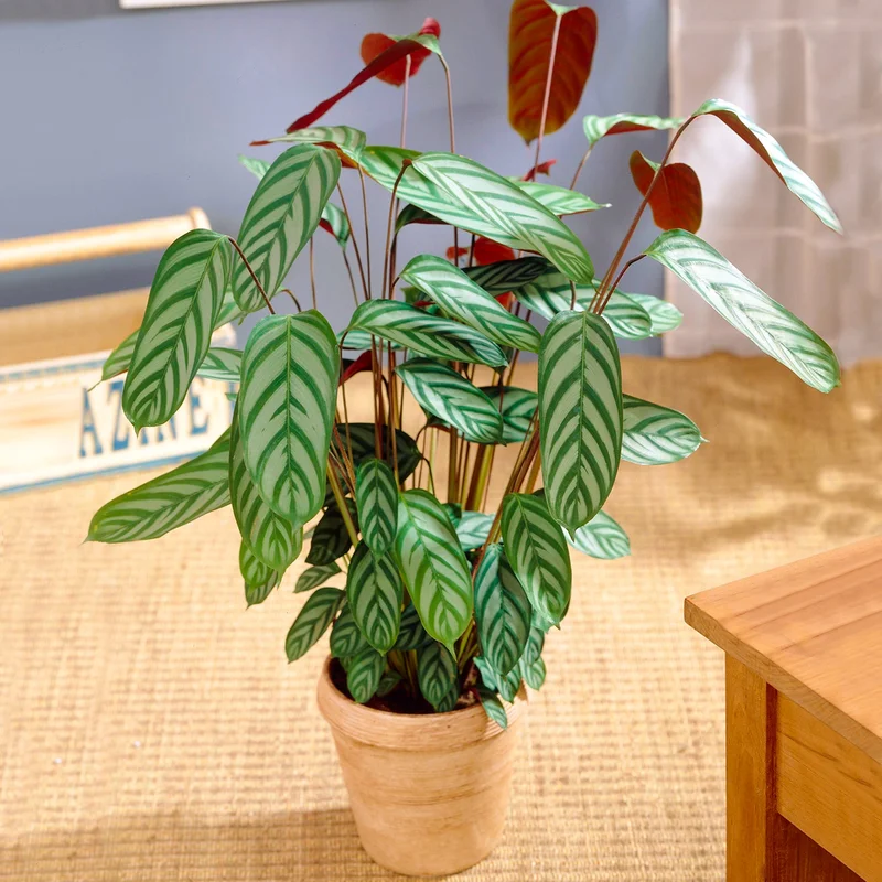 247plants3865569