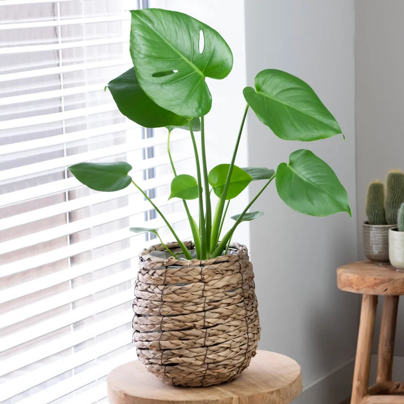 247plants3865612