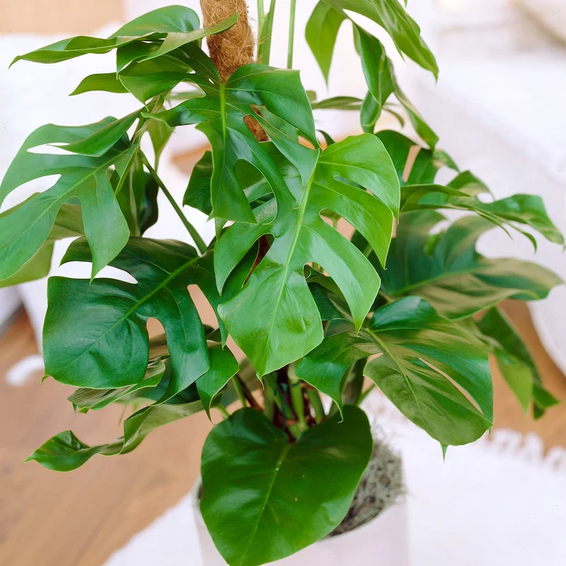 247plants3865670