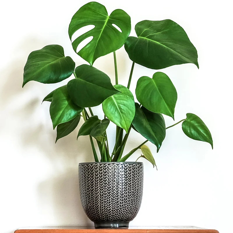 247plants3865720