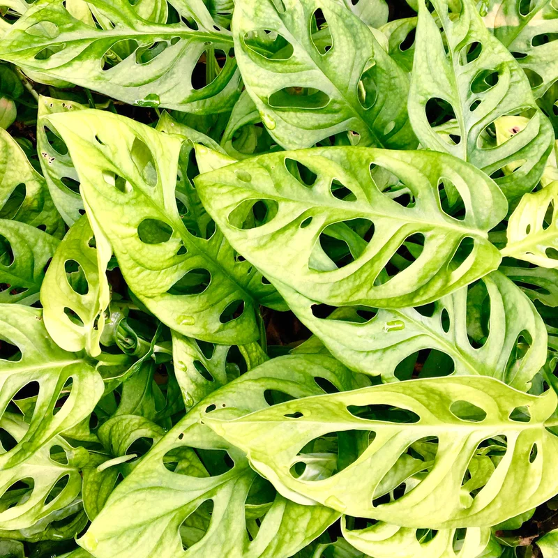 247plants3865939