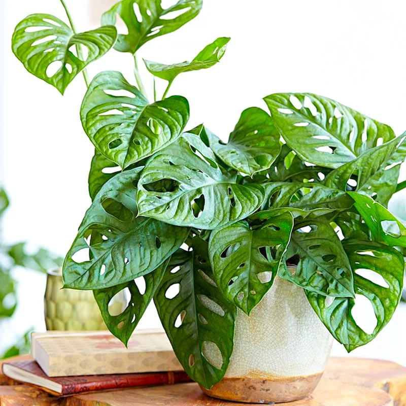 247plants3865998