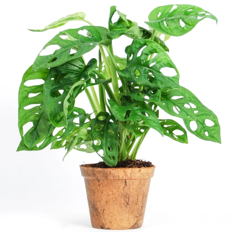 247plants3866042
