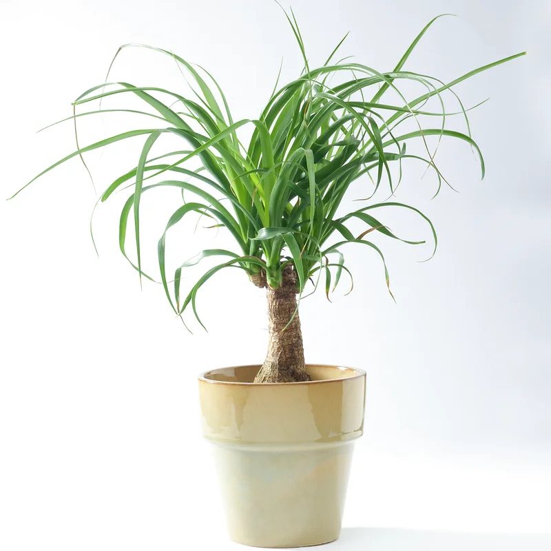 247plants3866460