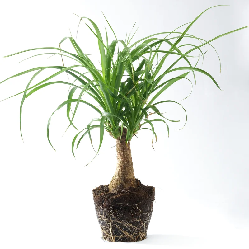 247plants3866724