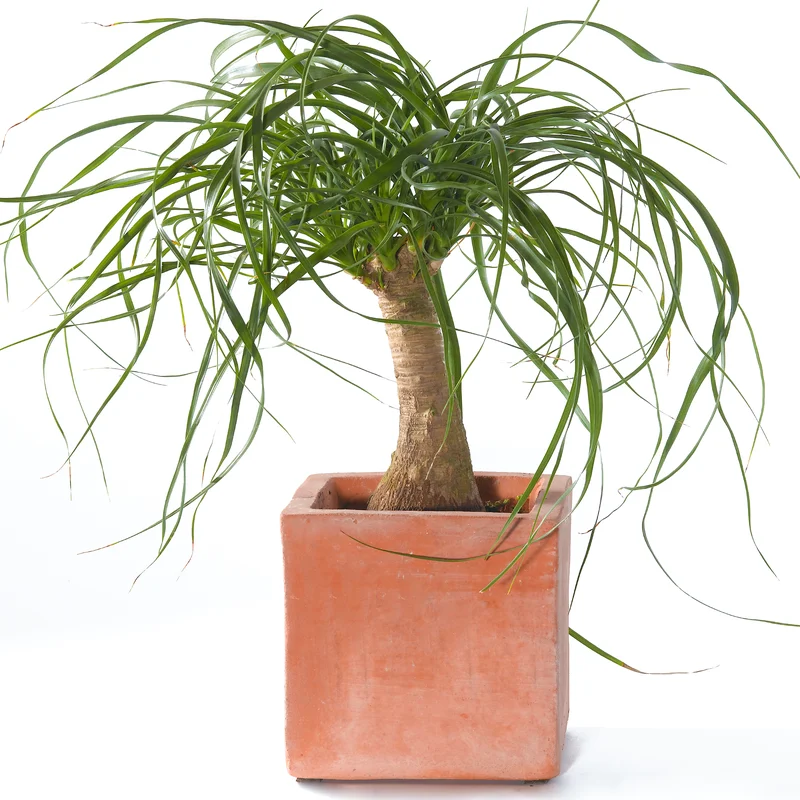 247plants3867010
