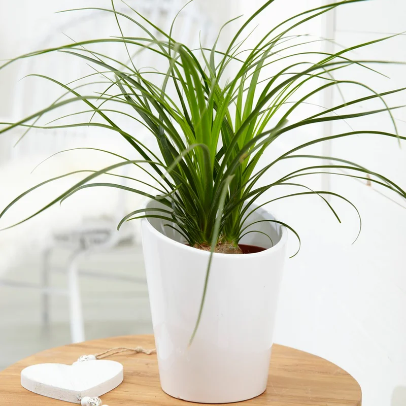 247plants3867176