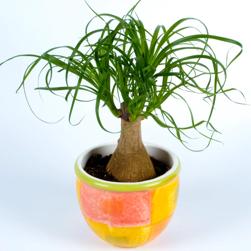 247plants3867500