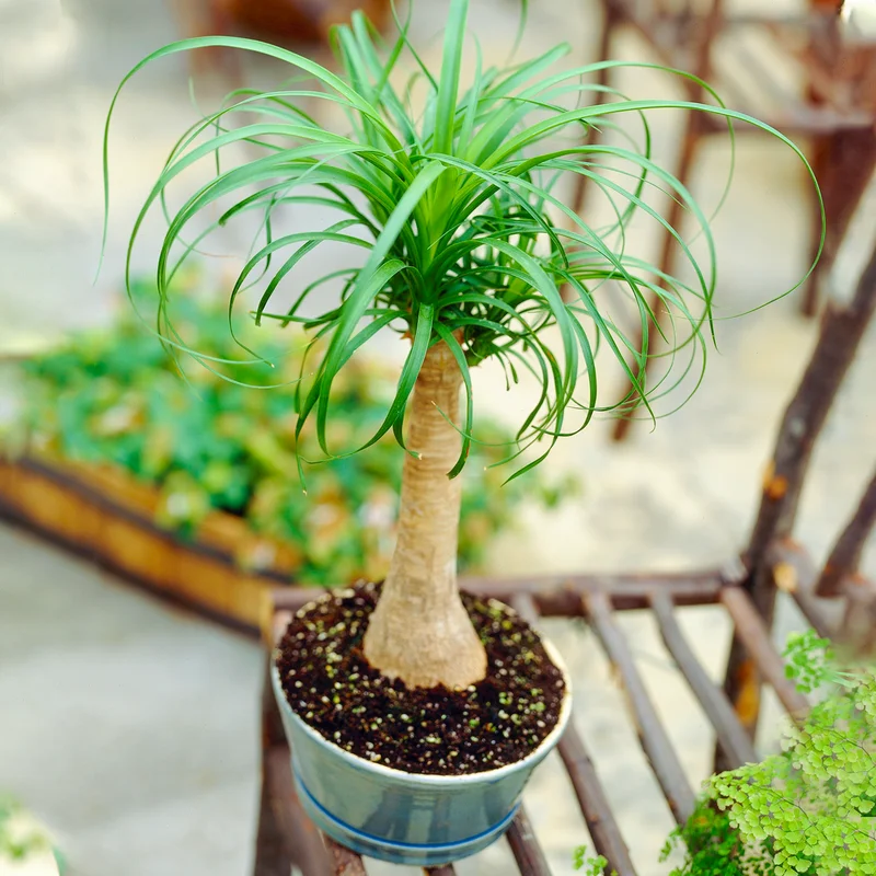 247plants3867941