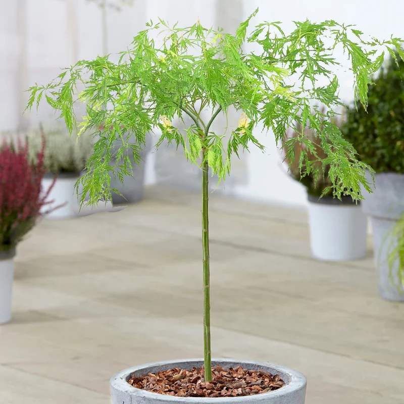 247plants3867996