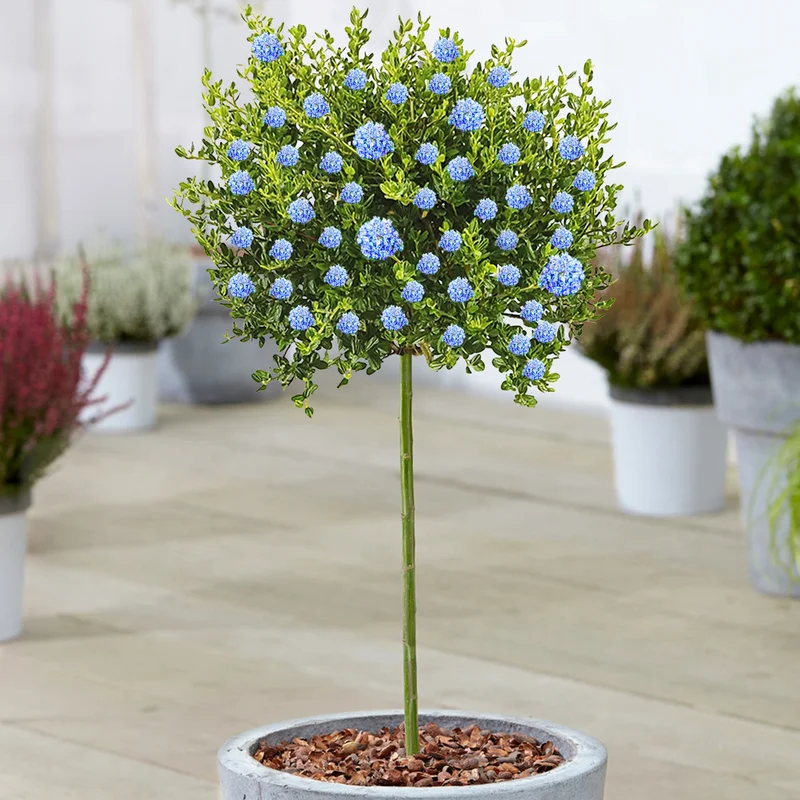 247plants3868103