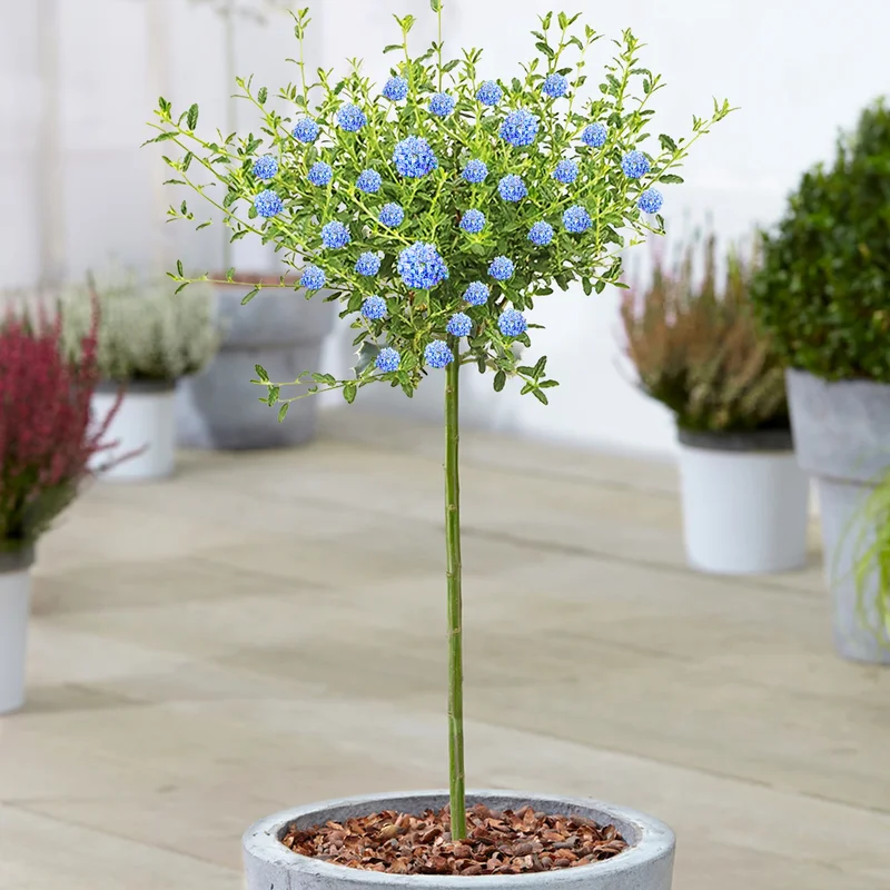247plants3868159