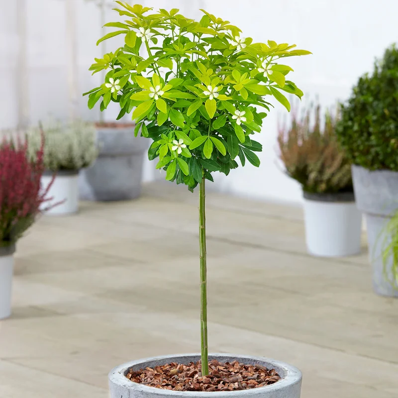 247plants3868205