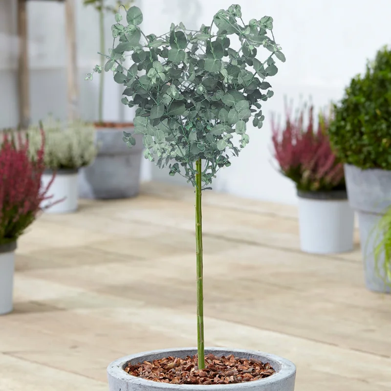 247plants3868493