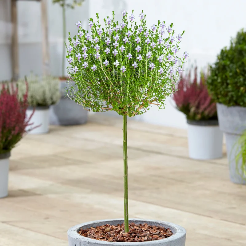 247plants3868687