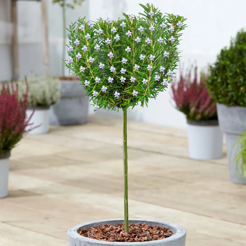 247plants3868871