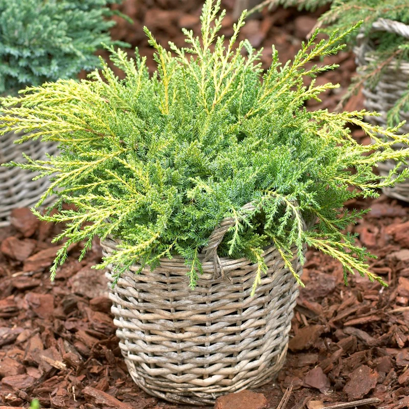247plants3869333