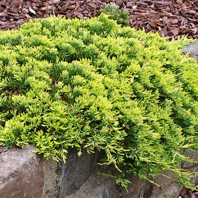 247plants3869401
