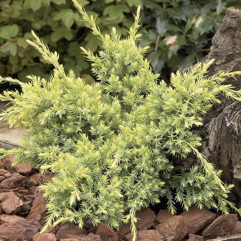 247plants3869481
