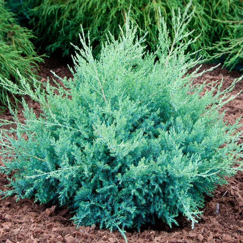 247plants3869714
