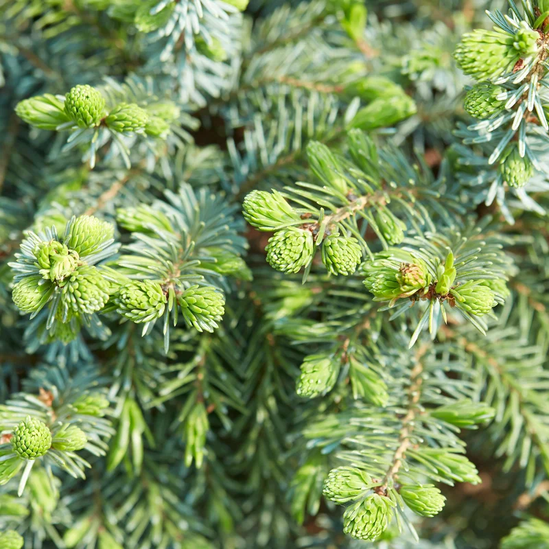 247plants3869888