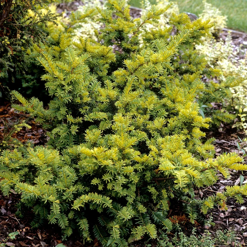 247plants3870104