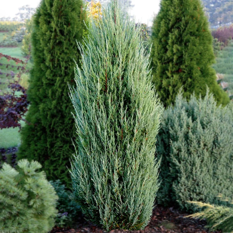 247plants3870171