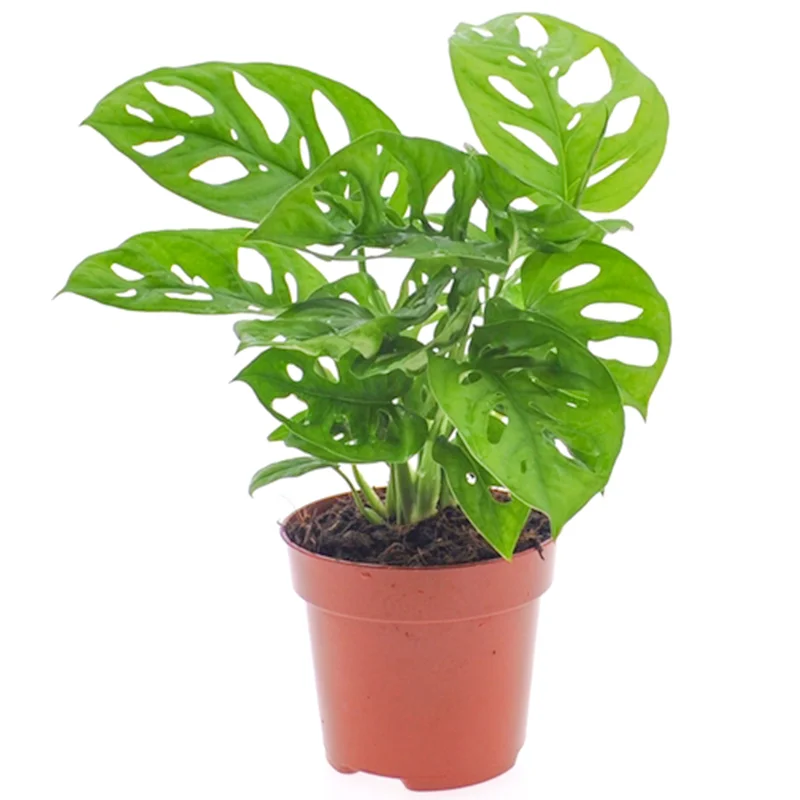 247plants3870395