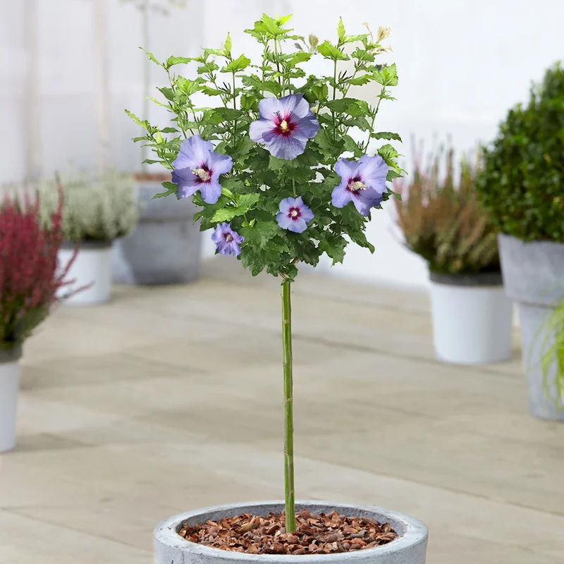 247plants3870439