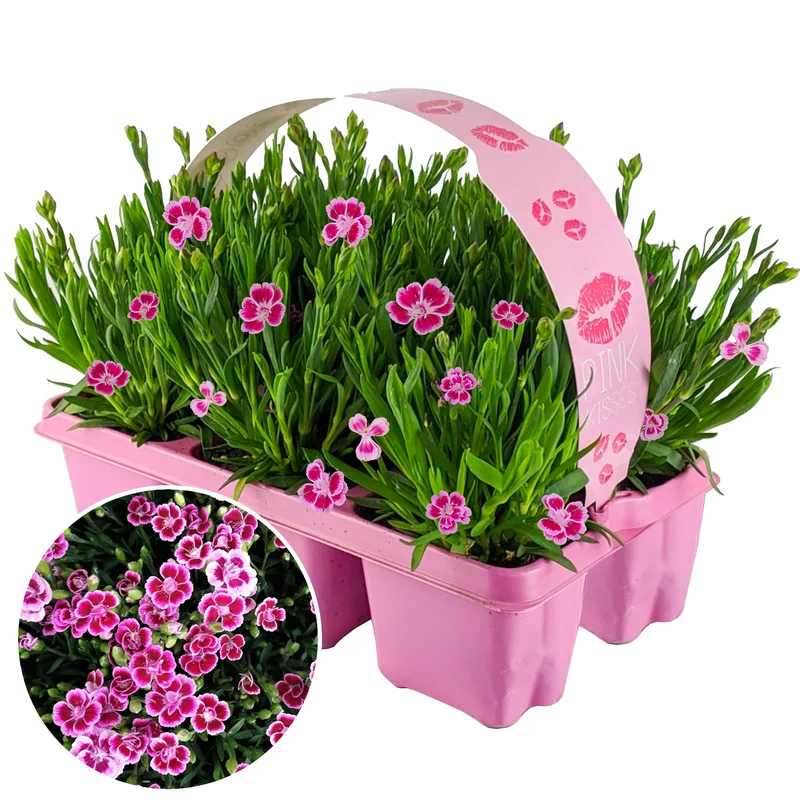 247plants3870640
