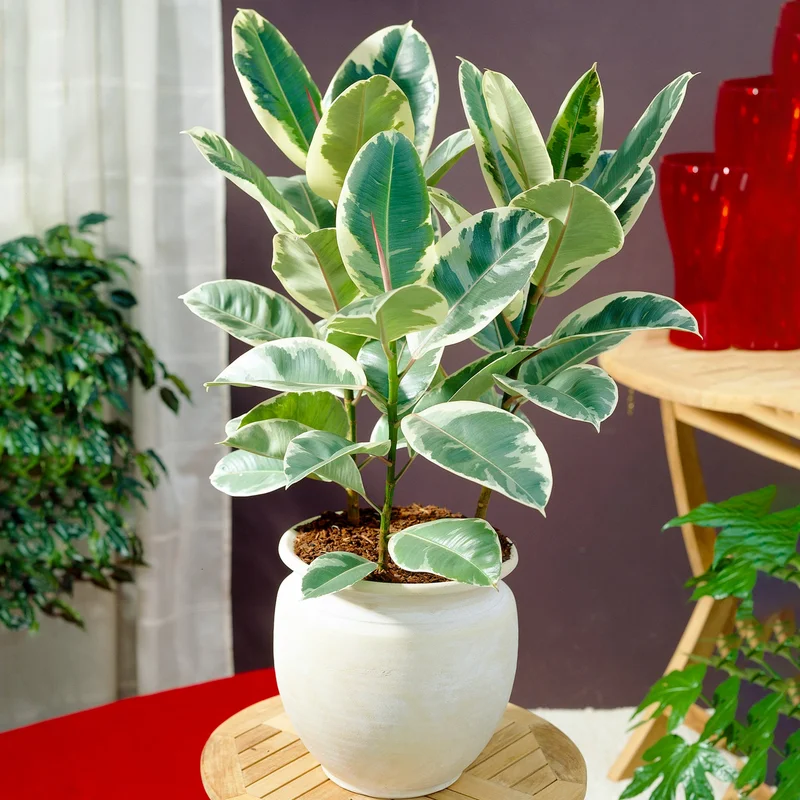 247plants3871048