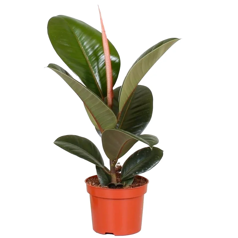 247plants3871374