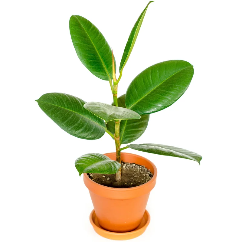 247plants3871416
