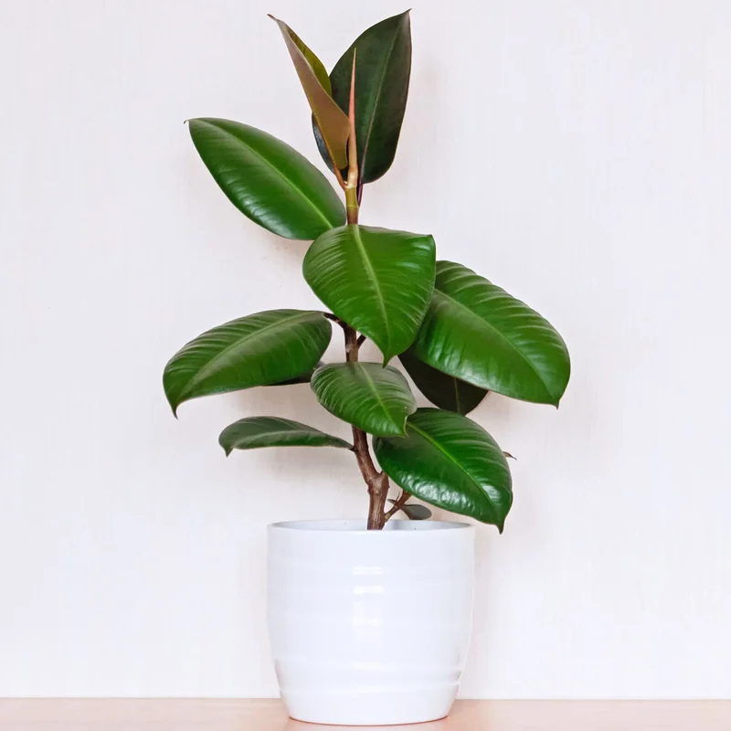 247plants3871446