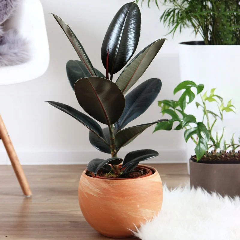 247plants3871524