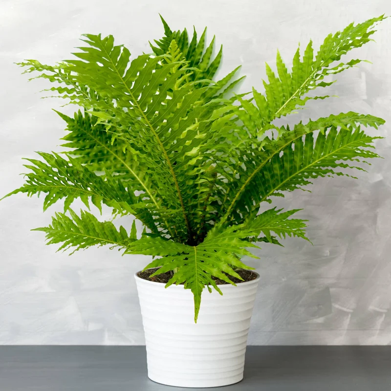 247plants3871674