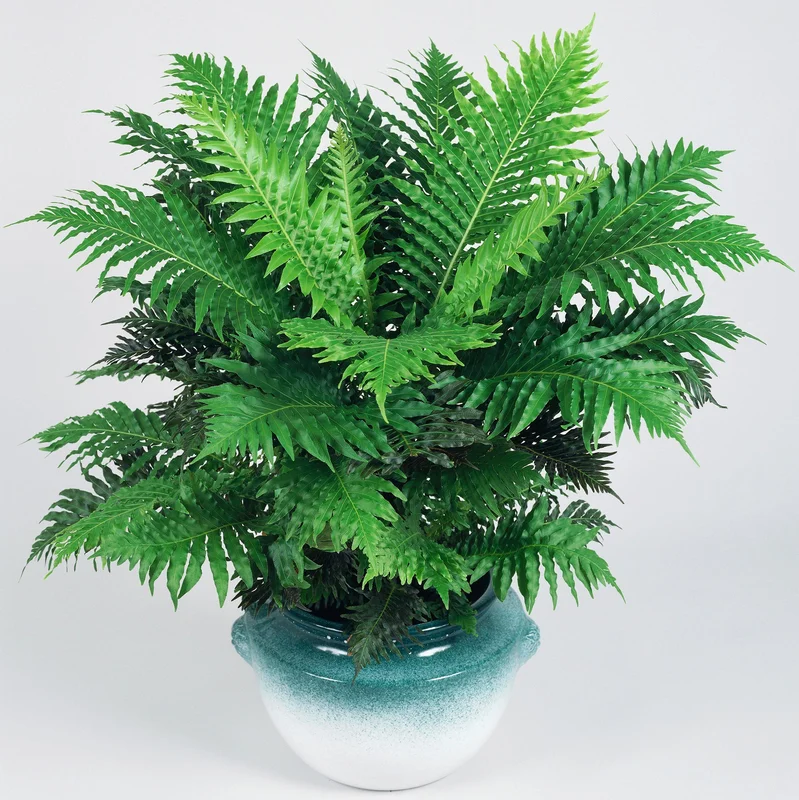 247plants3871794